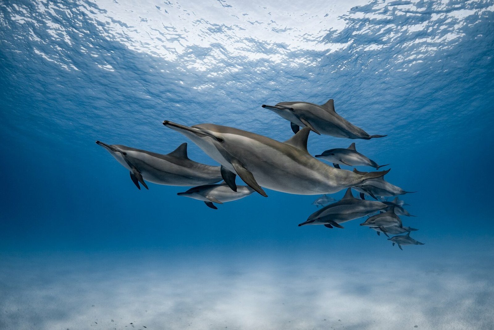 Delfinschwimmen Hurghada | Dolphin House